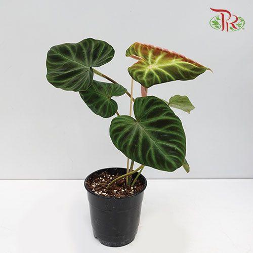 Philodendron Verrucosum (1 spike/branch)  《荧光蔓绿绒》 - Pudu Ria Florist