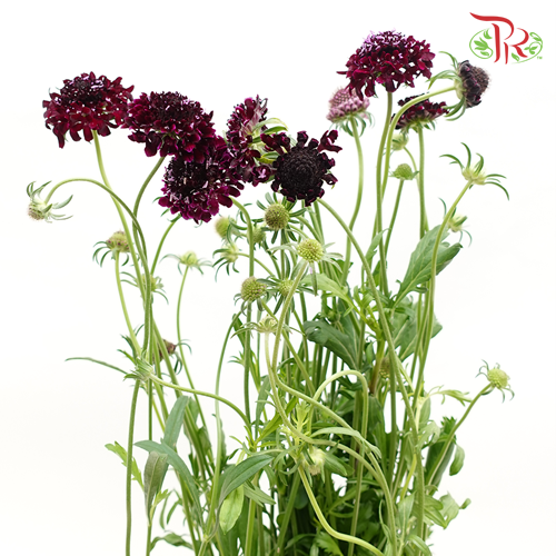 Scabiosa - Blackball Scoop (10 Stems) - Pudu Ria Florist