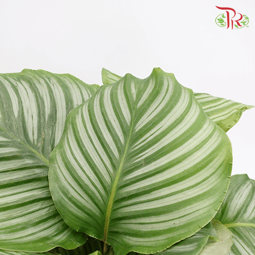 Calathea Orbifolia《青苹果竹芋》60cm - Pudu Ria Florist