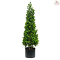 Ficus Conical Shape (5'OH) T09