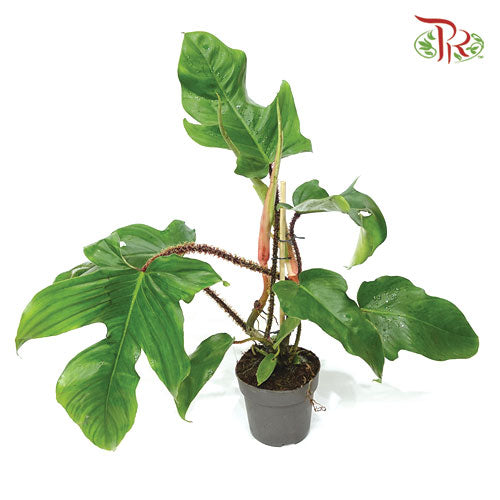 Philodendron Squamiferum 《鱗葉蔓绿绒》 - Pudu Ria Florist