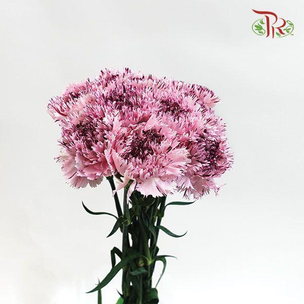 Carnation - Jupiter (10 Stems) - Pudu Ria Florist