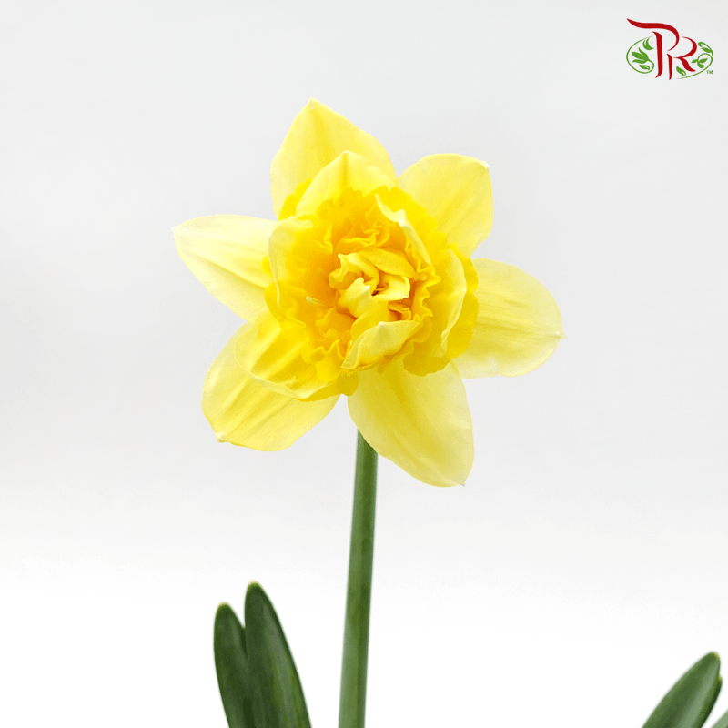Daffodil - Yellow (10 Stems) - Pudu Ria Florist