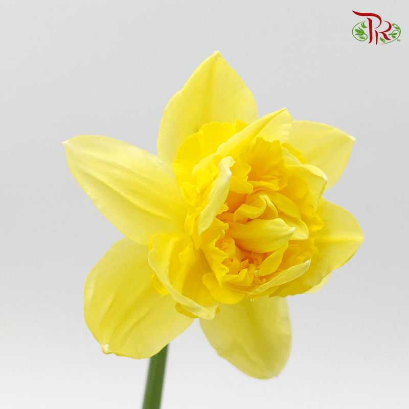 Daffodil - Yellow (10 Stems) - Pudu Ria Florist