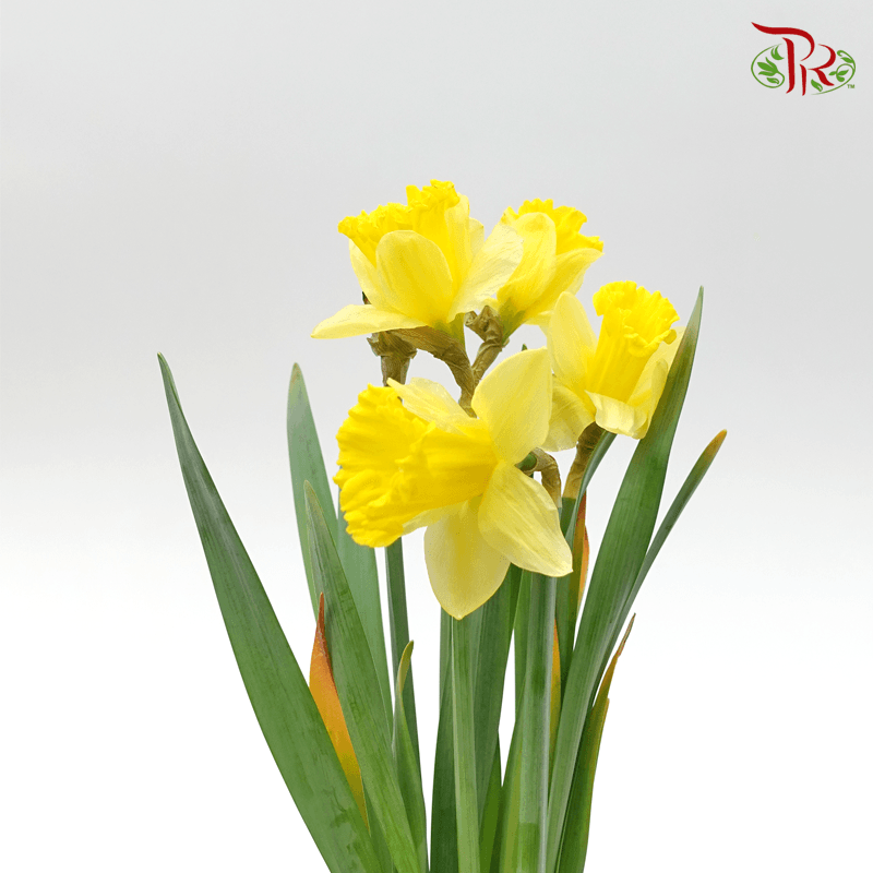 Daffodil 2 - Yellow (10 Stems) - Pudu Ria Florist