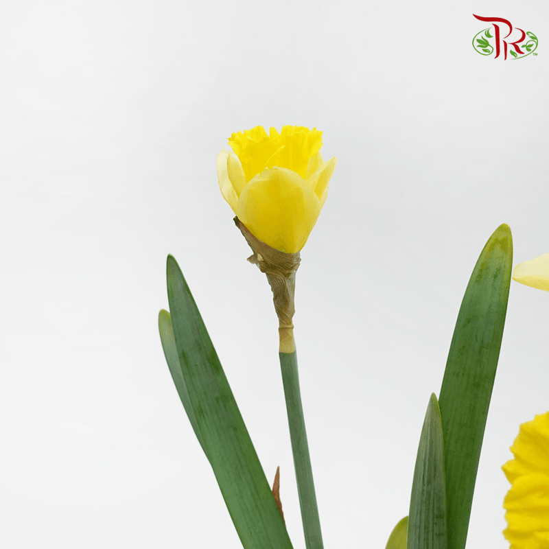 Daffodil 2 - Yellow (10 Stems) - Pudu Ria Florist