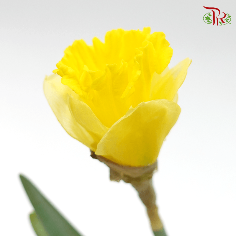 Daffodil 2 - Yellow (10 Stems) - Pudu Ria Florist