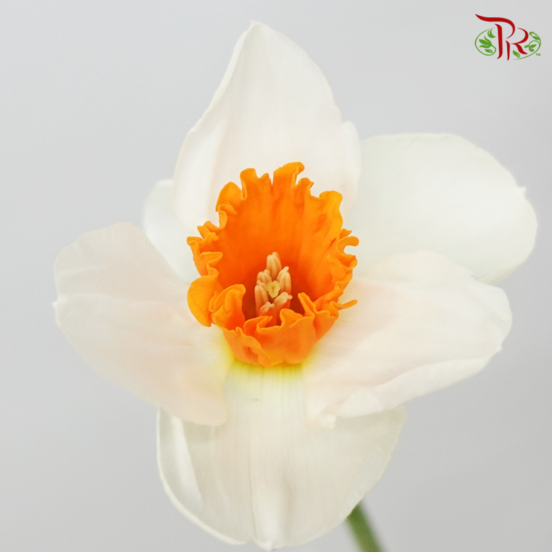 Daffodil- White With Inner Orange (10 Stems) *Fragile-White-Netherland-prflorist.com.my