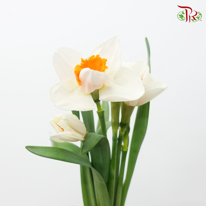 Daffodil- White With Inner Orange (10 Stems) *Fragile-White-Netherland-prflorist.com.my