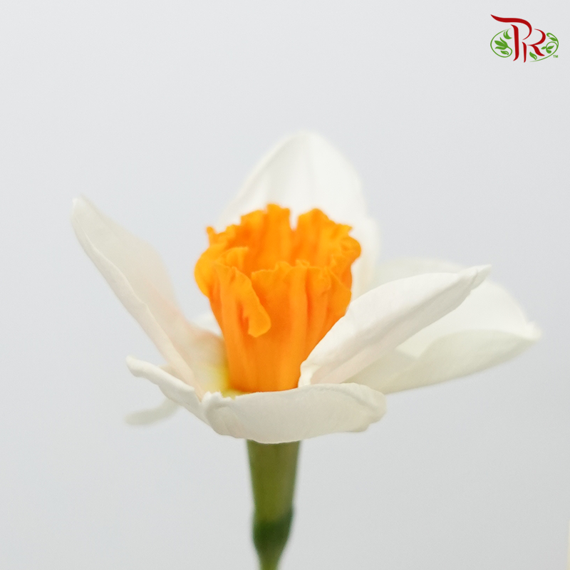 Daffodil- White With Inner Orange (10 Stems) *Fragile-White-Netherland-prflorist.com.my