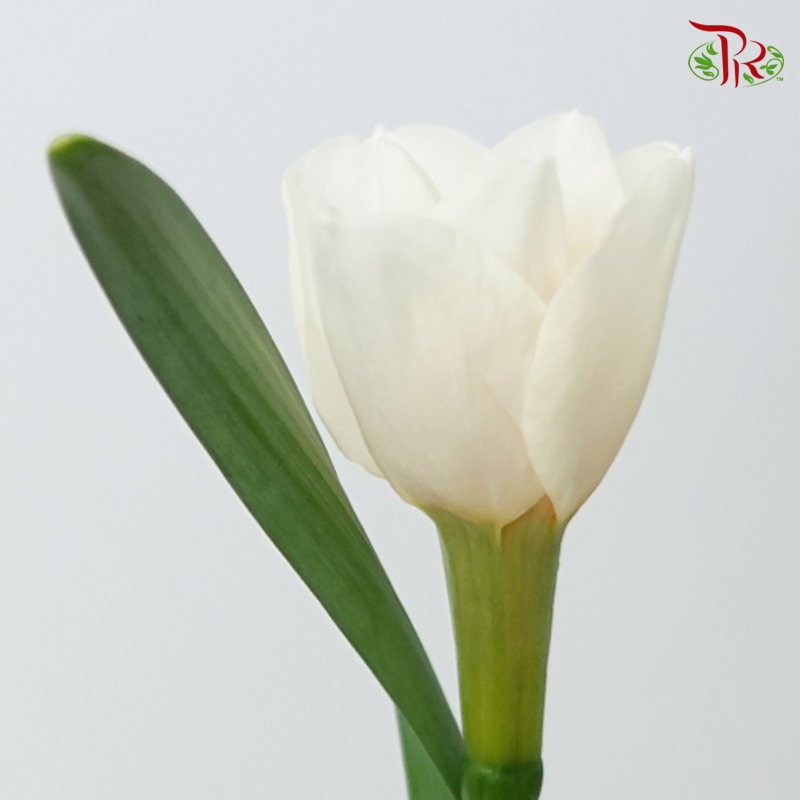 Daffodil- White With Inner Orange (10 Stems) *Fragile-White-Netherland-prflorist.com.my