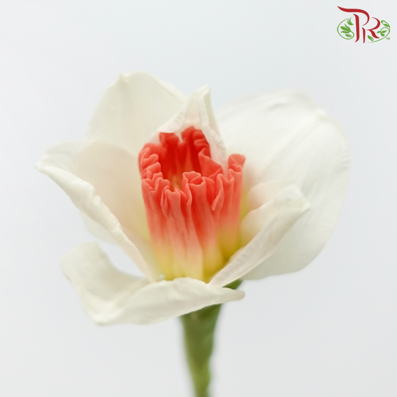 Daffodil - White With Red Heart (10 Stems)-White With Red Heart-Netherland-prflorist.com.my