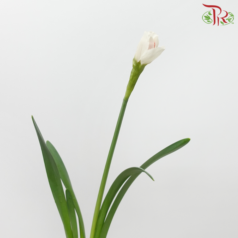 Daffodil - White With Red Heart (10 Stems)-White With Red Heart-Netherland-prflorist.com.my