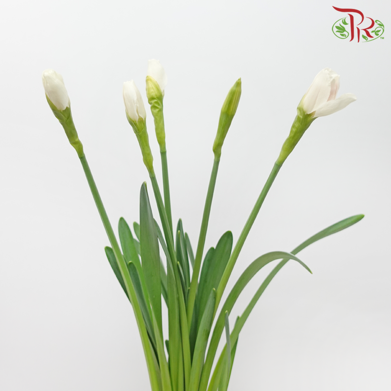 Daffodil - White With Red Heart (10 Stems)-White With Red Heart-Netherland-prflorist.com.my