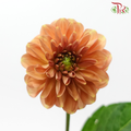 Dahlia - Birch Brown (5 Stems)-Brown-Netherland-prflorist.com.my