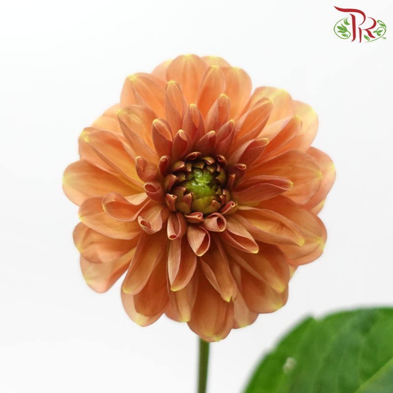 Dahlia - Birch Brown (5 Stems)-Brown-Netherland-prflorist.com.my