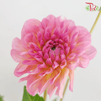 Dahlia Dec Esli - (5 Stems)-Netherland-prflorist.com.my