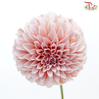 Dahlia Hybrida - Cream Peach《奶油桃子大理花》 (Per Bunch)-Cream Peach-China-prflorist.com.my