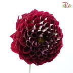 Dahlia Hybrida - Maroon (Per Bunch)-Maroon-China-prflorist.com.my