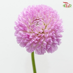 Dahlia Hybrida - Megan Dean (Per Bunch)-Pink-China-prflorist.com.my