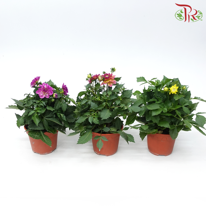 Dahlia P150《大理花》(Random Choose Color)