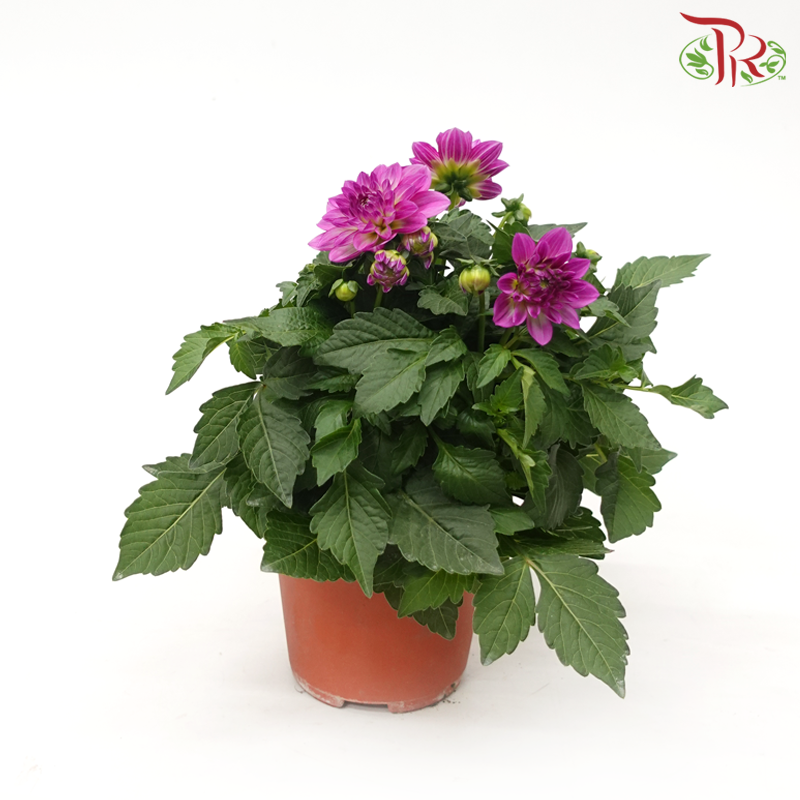 Dahlia P150《大理花》(Random Choose Color)