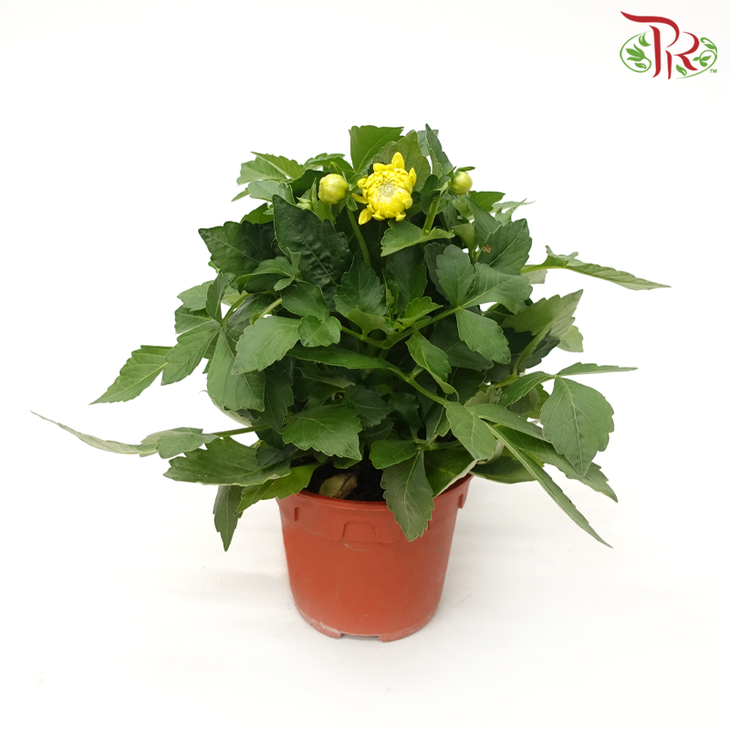 Dahlia P150《大理花》(Random Choose Colour)-Pudu Ria Florist-prflorist.com.my