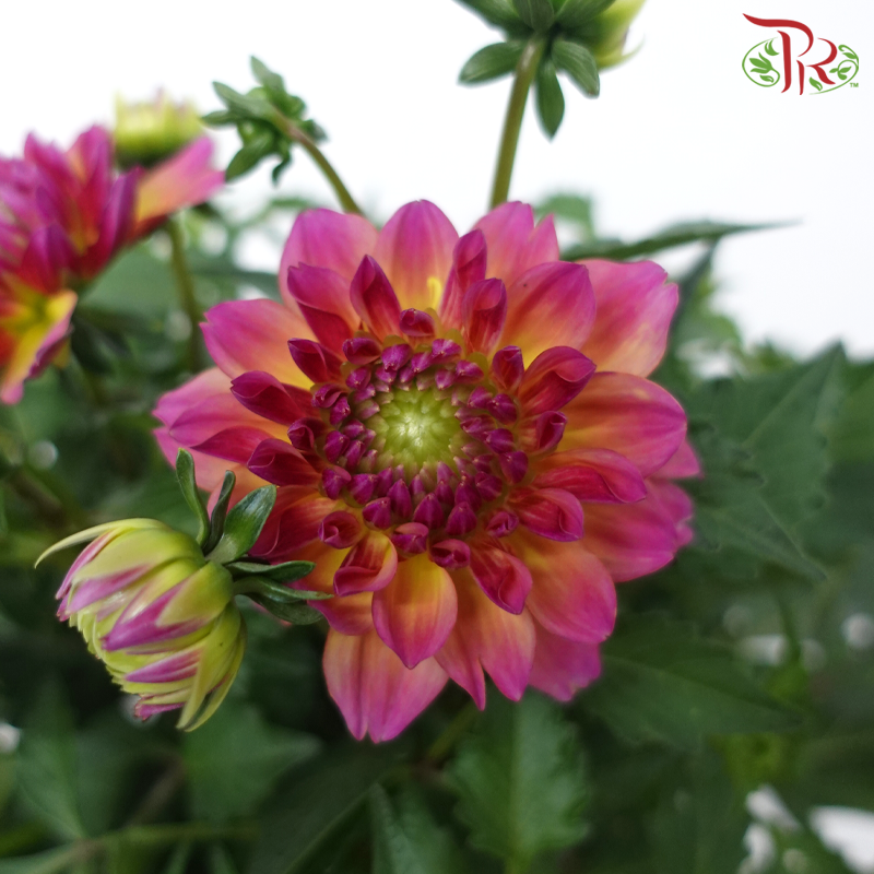 Dahlia P150《大理花》(Random Choose Color)