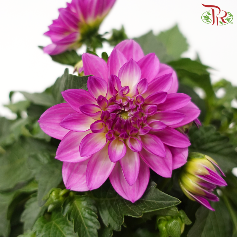 Dahlia P150《大理花》(Random Choose Color)