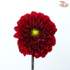 Dahlia - Red (2 Stems)-Red-Netherland-prflorist.com.my