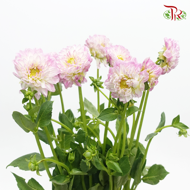 Dahlia - Tone Pink ( Per Bunch)-Pink-China-prflorist.com.my