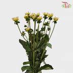 Dahlia - Yellow (Per Bunch)-Yellow-China-prflorist.com.my