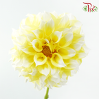 Dahlia - Yellow Pomp (Per Bunch)-Yellow-China-prflorist.com.my