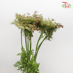 Daucus Carota - (5 Stems)-Green-Japan-prflorist.com.my