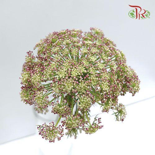 Daucus Carota Dara - (5 Stems)-Netherland-prflorist.com.my