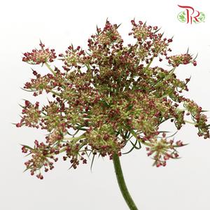Daucus Carota - (Per Bunch)-Green-China-prflorist.com.my