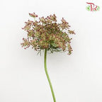Daucus Carota - (Per Bunch)-Green-China-prflorist.com.my