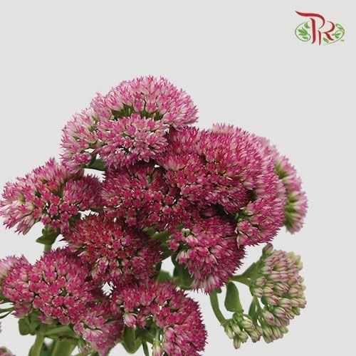 Trachelium - (Per Bunch) - Pudu Ria Florist