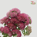 Trachelium - (Per Bunch) - Pudu Ria Florist