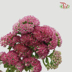 Trachelium - (Per Bunch) - Pudu Ria Florist
