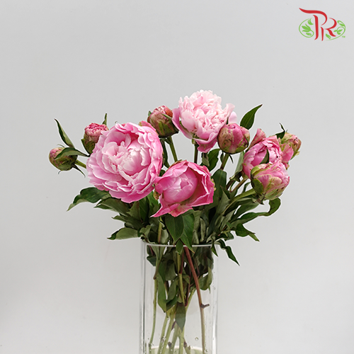 Peony - Reine Hortense (2 Stems) - Pudu Ria Florist