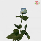 Ceres Rose - Powder Blue (10 Stems) - Pudu Ria Florist