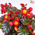 Begonia Flower  (Semperflorens) J01《四季秋海棠》