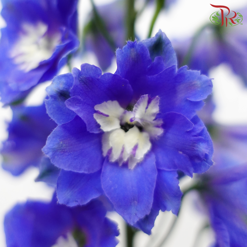 Delphinium (70-90cm) - Blue (5 Stems)-Blue-Kenya-prflorist.com.my
