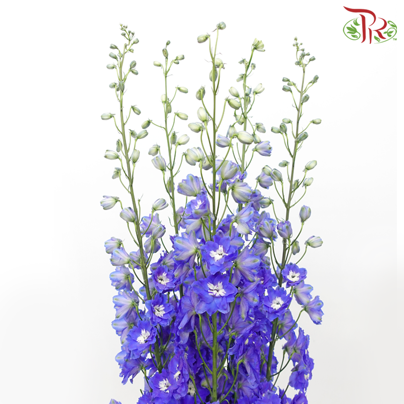 Delphinium (70-90cm) - Blue (5 Stems)-Blue-Kenya-prflorist.com.my