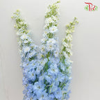 Delphinium