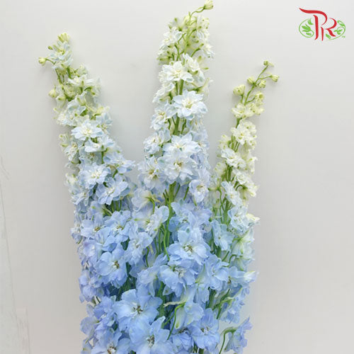 Delphinium