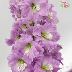 Delphinium (70-90cm) - Lilac (5 Stems)-Lilac-Kenya-prflorist.com.my