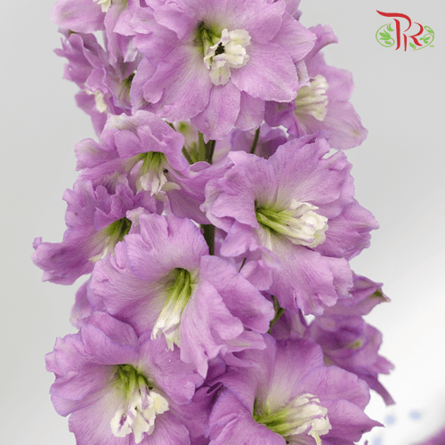 Delphinium (70-90cm) - Lilac (5 Stems)-Lilac-Kenya-prflorist.com.my