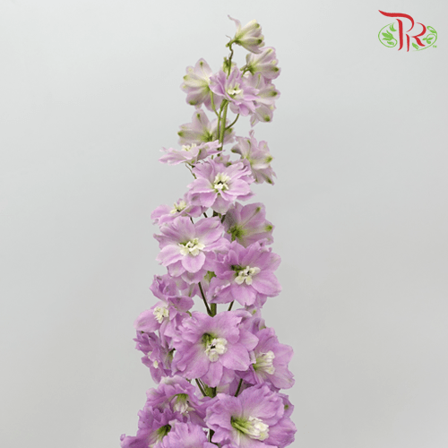 Delphinium (70-90cm) - Lilac (5 Stems)-Lilac-Kenya-prflorist.com.my